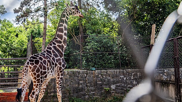 Dvorsk zoo pivtala novho samce irafy sovan Paula. (9. ervence 2025)