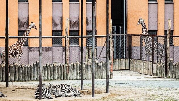 irafy a zebry v dvorskm Safari parku. (9. ervence 2025)