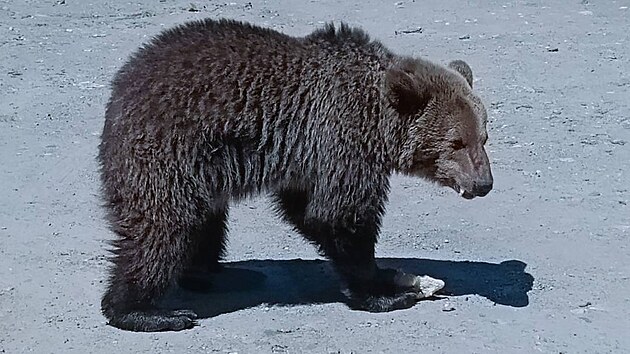 Focen medvda me bt nebezpen. elma v Rumunsku zabila italskho turistu.