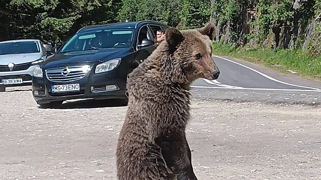 Focen medvda me bt nebezpen. elma v Rumunsku zabila italskho turistu.