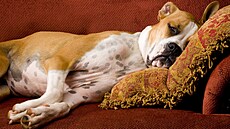 Ne, není to marnivost, není to pohodlnost, není to lenost. lofík nakopne vá...