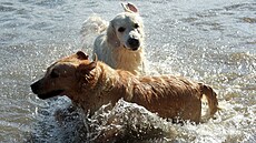 Psi potebují v letních vedrech zvlátní pozornost.