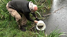 Do kr�ského rybníku vypou�t�li karase obecného. Cht�jí tak zachránit jeho...