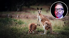 Anglicky kangaroo. Nmecky Känguru. panlsky canguro. Rusky kenguru. I polsky...