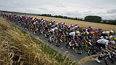 Peloton projídí mezi poli v 1. etap Tour de France.