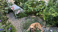 I kokrm se romantika zamlouvá.