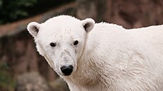 Lední medv�dice Cora z brn�nské zoo se v pond�lí 7. �ervence 2025 p�esunula do...