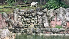 Lední medv�dice Cora z brn�nské zoo se v pond�lí 7. �ervence 2025 p�esunula do...