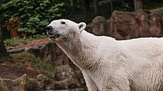 Lední medv�dice Cora z brn�nské zoo se v pond�lí 7. �ervence 2025 p�esunula do...