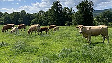 Za 150 hektary pastvin a pé�í o 120 kus� dobytka se skrývají dlouhé roky...