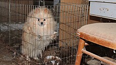 Prostory, kde ena z Kromíska drela a mnoila psy. Hrozí jí a osm let...