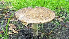 Muchom�rka tygrovaná, také muchom�rka panterová �i muchom�rka tygrovitá, je...