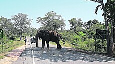O slony není na Srí Lance nouze. Tento se uvelebil na hlavní silnici vedoucí z...