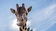 Dvorská zoo pivítala nového samce irafy síované Paula. (9. ervence 2025)