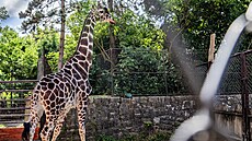 Dvorská zoo pivítala nového samce irafy síované Paula. (9. ervence 2025)