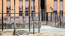 irafy a zebry v dvorském Safari parku. (9. ervence 2025)