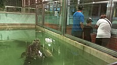 Protivínská zoo chová pes dvacet druh.