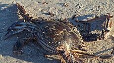 Neobvyklý pohled se naskytl Australan�m na plá�i Semaphore poblí� m�sta...