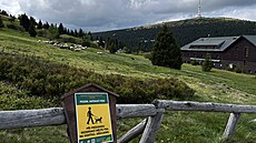 Na svazích mezi Petrovými kameny a Ovárnou se pase edesát ovcí.