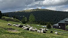 Ovce se pohybují ve volném terénu pod dohledem pastevce a pasteveckých ps.