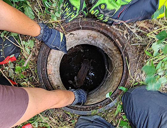 Srna na Chrudimsku uvízla v kanalizaci. Hasii si museli pomoci bagrem. (14....