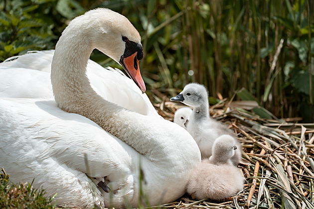 Na rybníku Oborník v Zábehu na umpersku se v kvtnu 2025 objevila tyi malá...