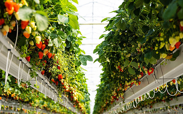 If a farmer speaks up, they can sell within three weeks. Rohlík lacks suppliers