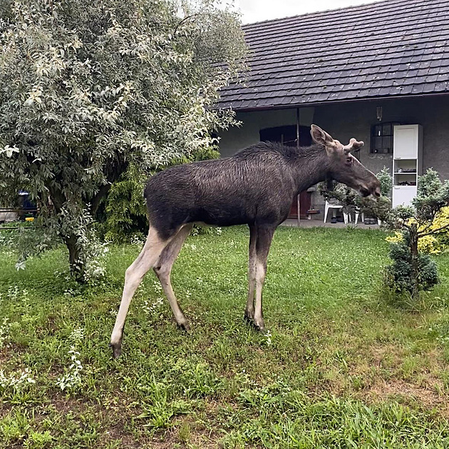 Los se dál toulá Zlínskem. Zřejmě míří na Šumavu, odchytávat ho budou jen v nouzi