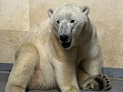 Jedna ze dvou lednch medvdic v zzem brnnsk zoo, kam v ptek rno...