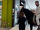 Mu vjel na koni do obchodnho centra a podal ptelkyni o ruku