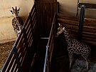Do jihlavsk zoo dorazil druh irafk. Jmna len bakalsk skupiny jsou...