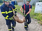 Srna na Chrudimsku uvzla v kanalizaci. Hasii si museli pomoci bagrem. (14....