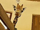 Do jihlavsk zoologick zahrady picestoval druh samec irafy nbijsk....