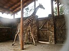 Prvn z novch irafch samc si zvyk na svj nov domov. Do jihlavsk zoo...