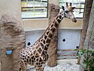 Prvn z novch irafch samc si zvyk na svj nov domov. Do jihlavsk zoo...