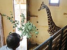 Prvn z novch irafch samc si zvyk na svj nov domov. Do jihlavsk zoo...