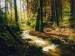 Národní park Forêts, jak jeho název napovídá, je o p�edev�ím o lesích. Ve...
