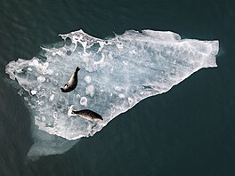 Dva tuleni v lagun Jokulsarlon na jihu Islandu. (14. íjna 2024)
