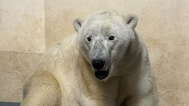 Jedna ze dvou lednch medvdic v zzem brnnsk zoo, kam v ptek rno picestovaly z Nmecka. (18. ervence 2025)