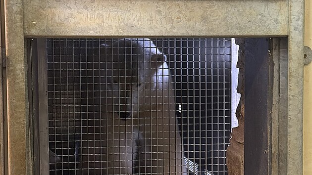 Jedna ze dvou lednch medvdic v zzem brnnsk zoo, kam v ptek rno picestovaly z Nmecka. (18. ervence 2025)