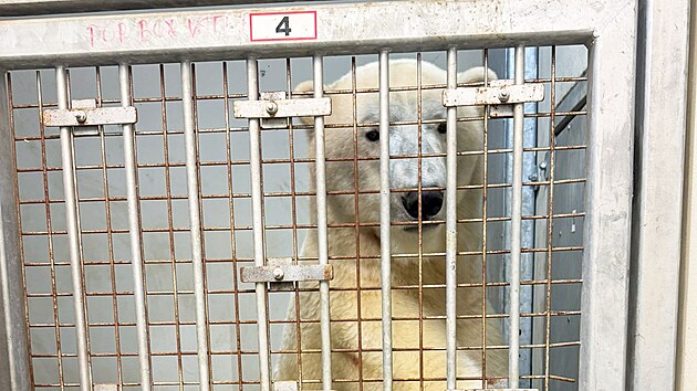 Do brnnsk zoo v ptek rno picestovaly dv ledn medvdice z Nmecka. (18. ervence 2025)