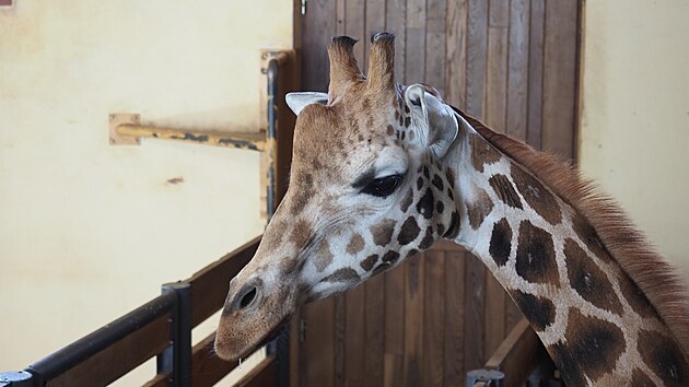 Prvn z mladch irafch samc u dorazil. Dal dva by se mli v jihlavsk zoo objevit v nsledujcch dnech. (10. ervence 2025) 