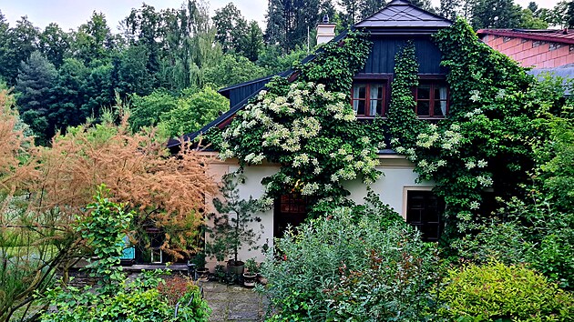 Prel domu pronajat bujn popnav hortenzii i dal zeleni