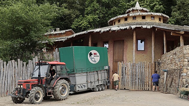Do jihlavsk zoologick zahrady picestoval druh samec irafy nbijsk. Tentokrt se zve vezlo z Liberce. irafy maj bt v Jihlav nakonec ti, tu posledn ek pesun v nsledujcch dnech. Vechno budou samci, kte vytvo takzvanou bakalskou skupinu. (14. ervence 2025)