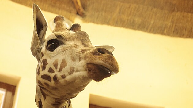 Do jihlavsk zoologick zahrady picestoval druh samec irafy nbijsk. Tentokrt se zve vezlo z Liberce. irafy maj bt v Jihlav nakonec ti, tu posledn ek pesun v nsledujcch dnech. Vechno budou samci, kte vytvo takzvanou bakalskou skupinu. (14. ervence 2025)