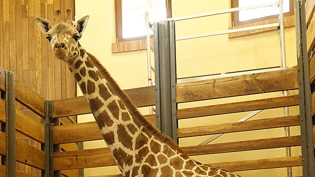 Do jihlavsk zoologick zahrady picestoval druh samec irafy nbijsk. Tentokrt se zve vezlo z Liberce. irafy maj bt v Jihlav nakonec ti, tu posledn ek pesun v nsledujcch dnech. Vechno budou samci, kte vytvo takzvanou bakalskou skupinu. (14. ervence 2025)