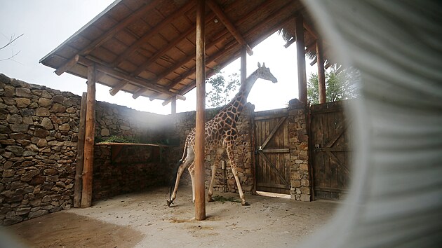 Prvn z novch irafch samc si zvyk na svj nov domov. Do jihlavsk zoo picestoval v minulm tdnu z Ostravy.