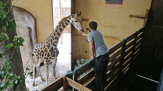 Prvn z novch irafch samc si zvyk na svj nov domov. Do jihlavsk zoo picestoval v minulm tdnu z Ostravy.