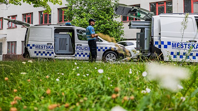 Mstsk policie v Hradci Krlov ukzala nov auta. (16. ervence 2025)