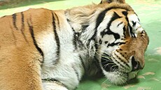 Tygr ussurijský po operaci. M�l problémy se zarostlým drápem na prost�edním...